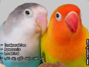 Inséparables - Agapornis - Lovebird