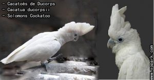Cacatoès de Ducorps (Cacatuaducorpsii - Solomons Cockatoo) 