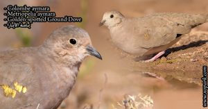 Colombe aymara (Metriopelia aymara - Golden-spotted Ground Dove)