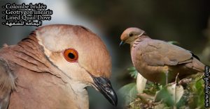 Colombe bridée (Geotrygon linearis  - Lined Quail-Dove) est une espèce d'oiseaux de la famille des Columbidés (Columbidae)