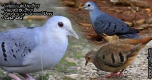 Colombe de Geoffroy (Claravis geoffroyi - Purple-winged Ground Dove )