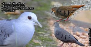 Colombe mondétour (Claravis Mondetoura - Maroon-chested Ground Dove)