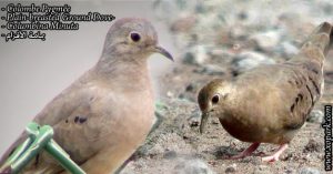 Colombe Pygmée (Columbina Minuta  - Plain-breasted Ground Dove)