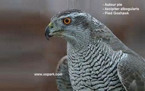 Autour pie - Accipiter albogularis - Pied Goshawk