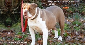 Alapaha Blue Blood Bulldog