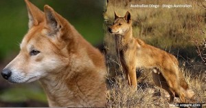 Australien Dingo