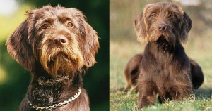 Barbu tcheque, Ceský Fousek, Bohemian Wire-haired Pointin, Griffon, Rough-coated Bohemian , Pointer