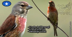Linotte de Warsangli (Linaria johannis - Warsangli Linnet) est une espèce des oiseaux de la famille des Fringillidés (Fringillidae)