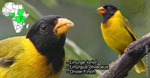 Linurge loriot (Linurgus olivaceus - Oriole Finch) est une espèce des oiseaux de la famille des Fringillidés (Fringillidae)