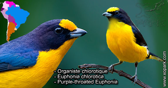 Organiste chlorotique (Euphonia chlorotica - Purple-throated Euphonia) est une espèce des oiseaux de la famille des Fringillidés (Fringillidae)