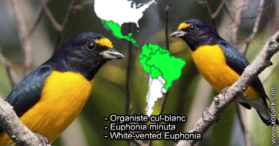Organiste cul-blanc (Euphonia minuta - White-vented Euphonia) est une espèce des oiseaux de la famille des Fringillidés (Fringillidae)
