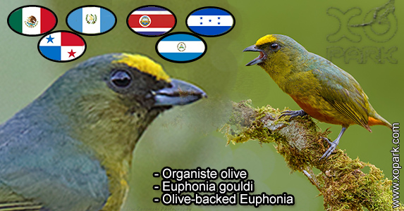 Organiste olive (Euphonia gouldi - Olive-backed Euphonia) est une espèce des oiseaux de la famille des Fringillidés (Fringillidae)