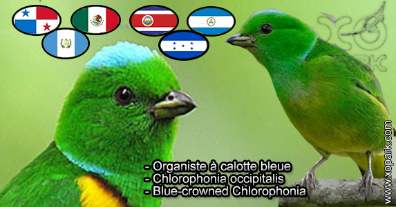 Organiste à calotte bleue (Chlorophonia occipitalis - Blue-crowned Chlorophonia) est une espèce des oiseaux de la famille des Fringillidés (Fringillidae)