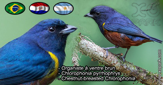 Organiste à ventre marron (Euphonia pectoralis - Chestnut-bellied Euphonia) est une espèce des oiseaux de la famille des Fringillidés (Fringillidae)