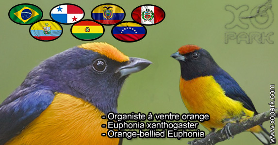 Organiste à ventre orange (Euphonia xanthogaster - Orange-bellied Euphonia) est une espèce des oiseaux de la famille des Fringillidés (Fringillidae)