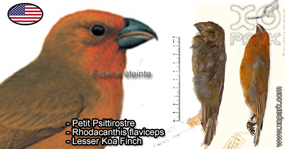 Petit Psittirostre (Rhodacanthis flaviceps - Lesser Koa Finch) est une espèce des oiseaux de la famille des Fringillidés (Fringillidae)