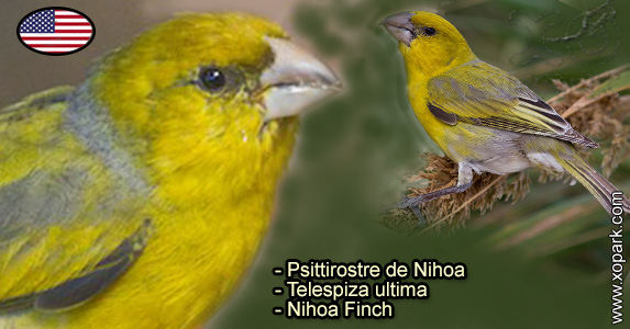 Psittirostre de Nihoa (Telespiza ultima - Nihoa Finch) est une espèce des oiseaux de la famille des Fringillidés (Fringillidae)