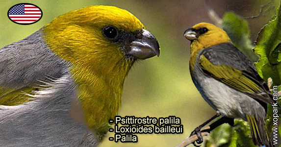 Psittirostre palila (Loxioides bailleui - Palila) est une espèce des oiseaux de la famille des Fringillidés (Fringillidae)