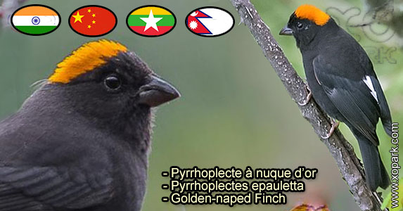 Pyrrhoplecte à nuque d'or (Pyrrhoplectes epauletta - Golden-naped Finch) est une espèce des oiseaux de la famille des Fringillidés (Fringillidae)