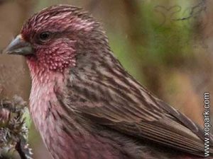 Roselin de Stresemann - Carpodacus waltoni - Pink-rumped Rosefinch