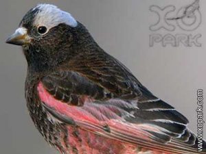 Roselin noir - Leucosticte atrata - Black Rosy Finch