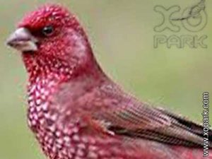 Roselin tacheté - Carpodacus rubicilla - Great Rosefinch
