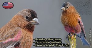 Roselin à tête brune (Leucosticte australis - Brown-capped Rosy Finch) est une espèce des oiseaux de la famille des Fringillidés (Fringillidae)