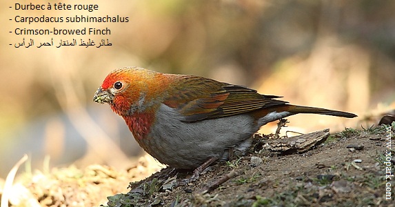 Durbec à tête rouge - Carpodacus subhimachalus -Crimson-browed Finch