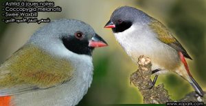 Astrild à joues noires (Coccopygia melanotis - Swee Waxbill) est une espèce des oiseaux de la famille des Estrildidés (Estrildidae), ses descriptions, ses photos et ses vidéos sont ici à xopark.com