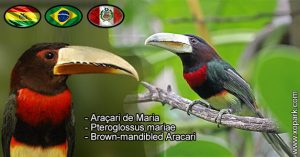 Araçari de Maria – Pteroglossus mariae – Brown-mandibled Aracari