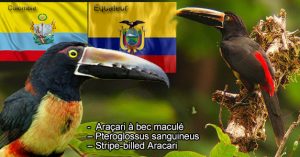Araçari à bec maculé – Pteroglossus sanguineus – Stripe-billed Aracari
