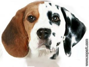 Beagle - Chien courant - Chien de chasse - chien de détection