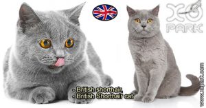 British shorthair - British Shorthair cat - Félidés (Félins, Felidae)