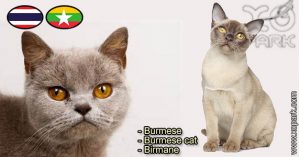 Burmese, Burmese - Burmese cat - Birmane, Félidés (Félins, Felidae)