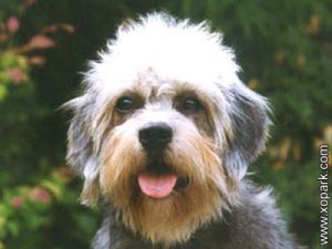 Dandie Dinmont Terrier - Dandie - Hindlee Terrier