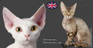 Devon rex - Devon - Devon rex cat - Félidés (Félins, Felidae)