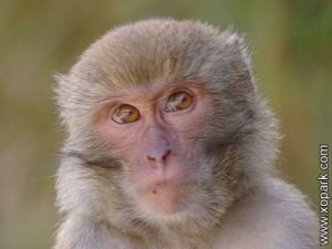 Macaque - Macaca - Macaques - Cercopithecidés - Cercopithecidae
