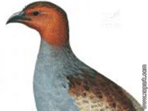 Perdrix du Dulit - Rhizothera dulitensis - Hose's Partridge - Phasianidés