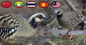 Perdrix percheuse à poitrine brune - Arborophila orientalis ou Bar-backed Partridge est une espèce des perdrix de la famille des Phasianidés (Phasianidae)