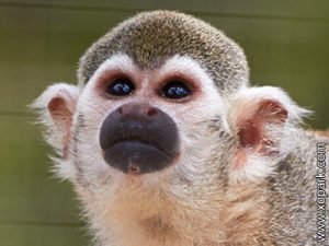 Saïmiri - Sapajous - Singes-écureuils -Saimiri -Squirrel monkey -Primates