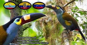 Toucan à bec noir – Andigena nigrirostris – Black-billed Mountain Toucan