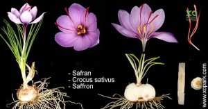 Safran - Crocus sativus - Saffron