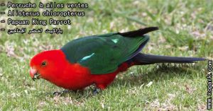 Perruche à ailes vertes - Alisterus chloropterus - Papuan King Parrot