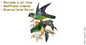 Perruche à col bleu - Geoffroyus simplex - Blue-collared Parrot