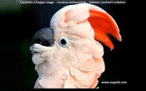 Cacatoès à huppe rouge (Cacatua moluccensis - Salmon-crested Cockatoo)est un oiseau de la famille des Psittacidés (Psittacidae), ces descriptions, ces photos et ces vidéos sont ici à xopark.com