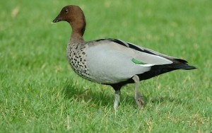 Canard à crinière