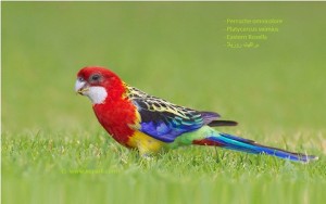 Perruche omnicolore (Platycercus eximius - Eastern Rosella)