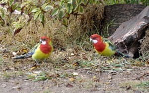 Perruche omnicolore (Platycercus eximius - Eastern Rosella)