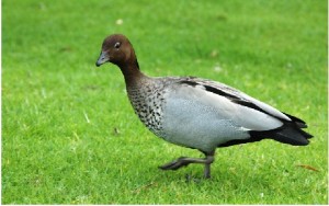 Canard à crinière