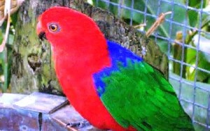 Perruche tricolore (Alisterus amboinensis - Moluccan King Parrot) est une espèce d'oiseau famille des Psittacidés (Psittacidae), ces descriptions, ces photos et ces vidéos sont ici à xopark.com